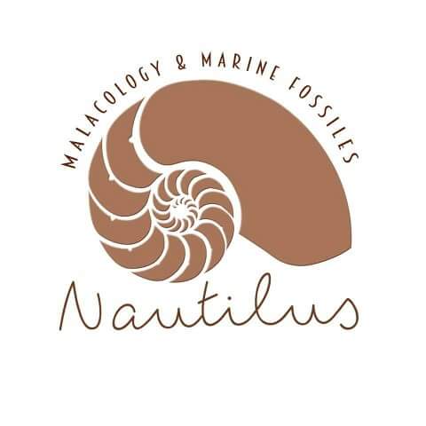 Nautilus - Malacology and Fossils 